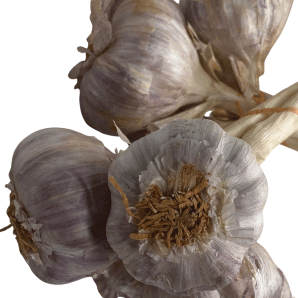 Ail Madagascar – L’incontournable des cuisines