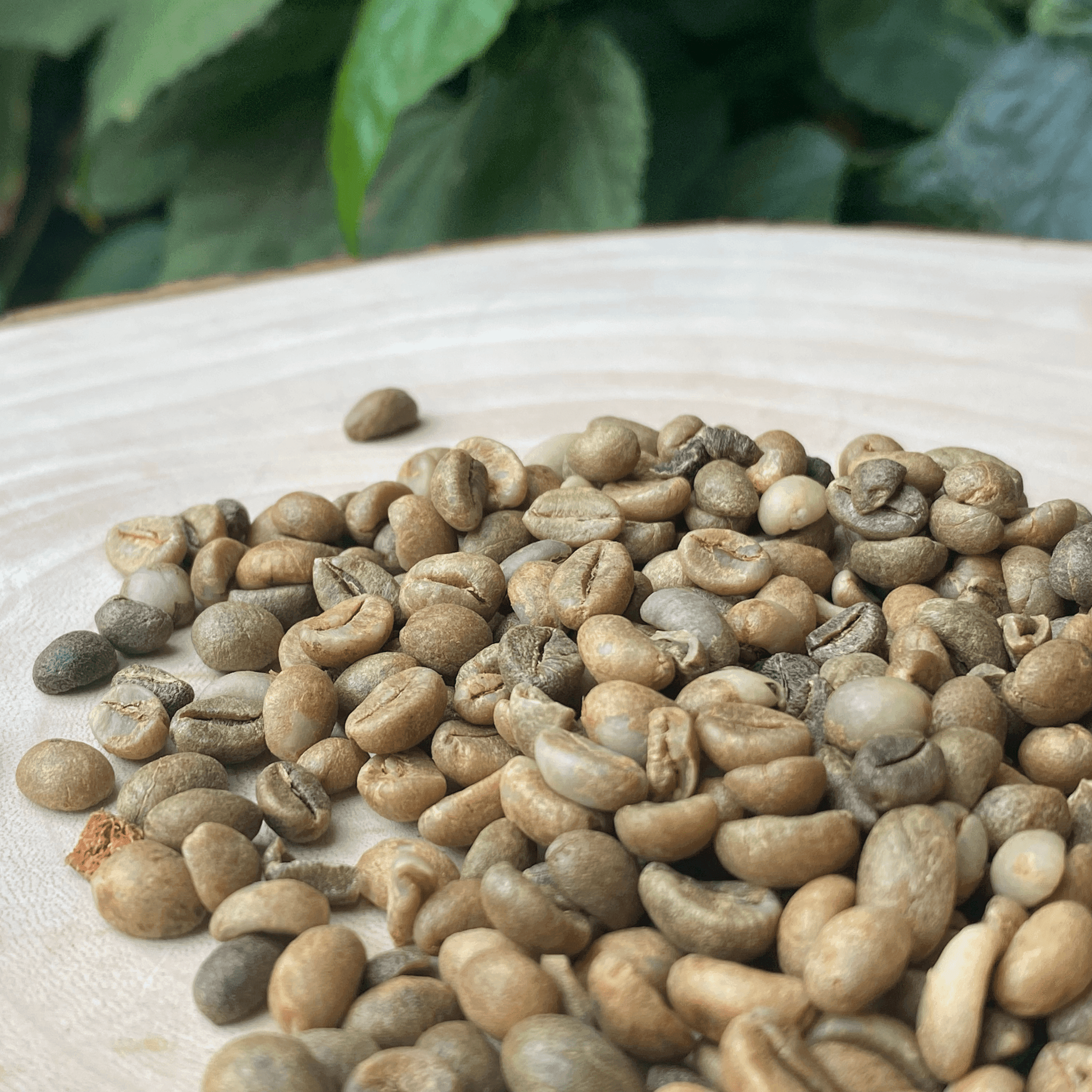 Café de Madagascar – Un arôme corsé et de caractère – Image 4